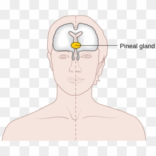 Pineal Gland Location Forehead Clipart