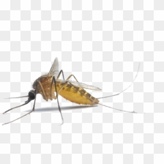 Mosquito Png Photo - South Carolina Mosquito Clipart