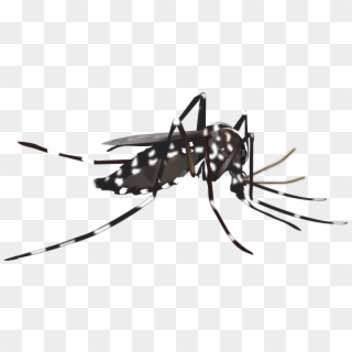 Aedes Mosquito Png - Mosquito Vector Clipart