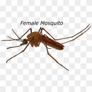 Female Mosquito Malaria Bug Pest Wildlife - Culex Mosquito Male And Female Clipart