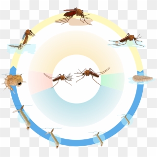 Culex Mosquito Life Cycle Nol Text - Life Cycle Of Culex Mosquito Clipart