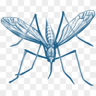Mosquito Da Malaria Png , Png Download - Mosquito Da Malaria Png Clipart