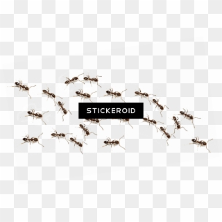 Ant Ants Insects Clipart