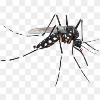 Goias Contra O Aedes Clipart