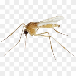 Flying Mosquitoes Png - White Mosquitos Clipart