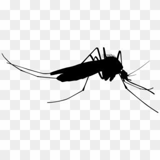 Mosquito Silhouettes - Mosquito Vector Clipart