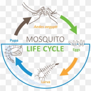 Download Mosquito Life Cycle - Circle Clipart