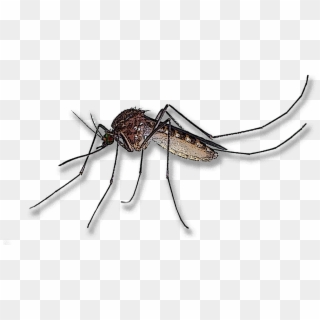 Mosquito Clipart Leptospirosis - Mosquito - Png Download