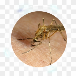 Fumigation Services - Mosquito Clipart