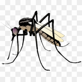 Mosquito Clipart Transparent - Png Download