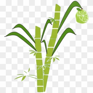 Sugar Cane Clipart Png - Easy To Draw Sugar Cane Transparent Png