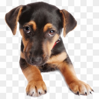Puppy Dog Face Png - Transparent Background Dog Face Png Clipart