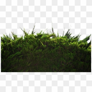 Ground Png Photo - Grass And Bushes Png Clipart
