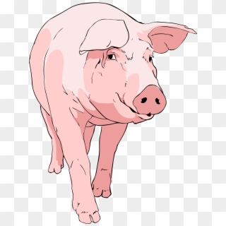 Farm - Boar Pig Clipart - Png Download