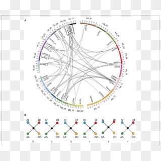 Chromosomal Distribution And Evolutionary Analysis - Circle Clipart