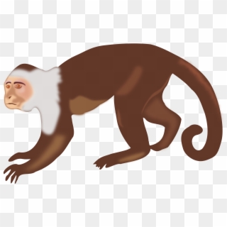 Top Monkey Clipart Free Spot - Capuchin Monkey Clip Art - Png Download