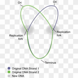 Circular Bacterial Chromosome - Circular Chromosome Clipart