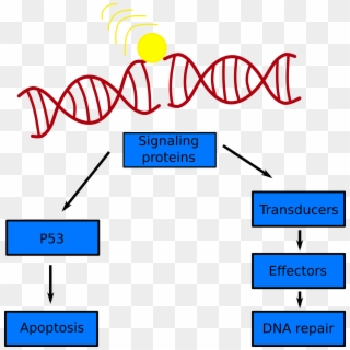 A Simple Schematic Of The Dna Damage Response To A - Stock Illustration Clipart