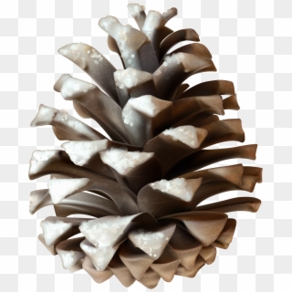 Winter Pinecone Png Clip Art Image - Snow Pine Cone Png Transparent Png