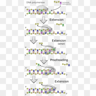 Dna Polymerases Are A Family Of Enzymes That Carry - Proofreading By Dna Polymerase Clipart