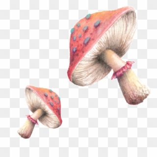 Hand Painted Mushrooms Clipart