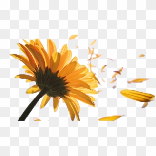 1920 X 1080 7 - Sunflower In The Wind Clipart