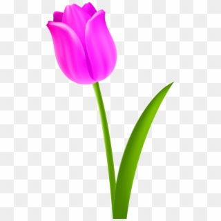 Tulip Flower Petal Purple - Tulip Flower Drawing Clipart