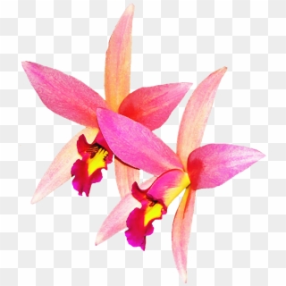 Orchid Flower Png Image - เวก เตอร์ ดอก กล้วยไม้ Clipart