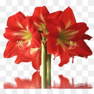 Known For The Trumpet Shaped Bloom, These Flowers Have - Variety Of Flowers Clipart