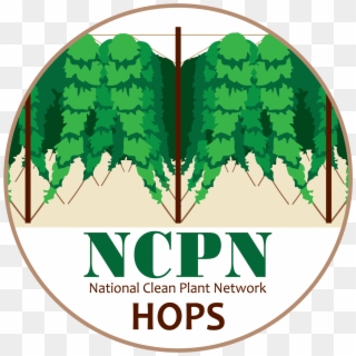 Ncpn-hops Png - Tree Clipart