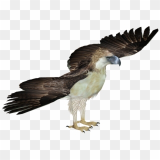 901 X 901 8 - Philippine Eagle Transparent Clipart