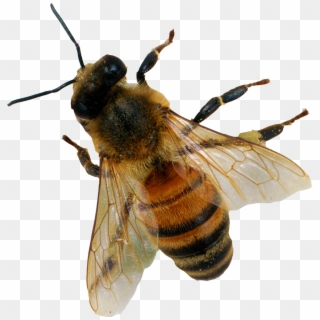 Bee Png Image - Bee Png Clipart