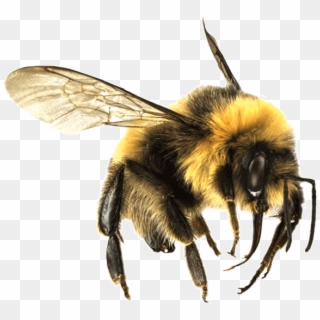 Bee Large - Bees And Wasps Clipart