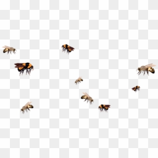 Bees Png - Group Of Bees Flying Clipart