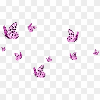 Transparent Background Pink Butterfly Png Clipart