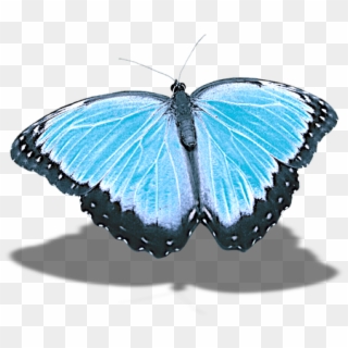 Butterfly, Png, Without Background, Shadow - Butterfly Clipart