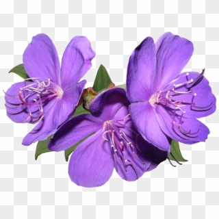 Purple Flowers Png Free Download - Flower Clipart