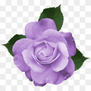 Purple Flower Picture Royalty Free Transparent Background Clipart