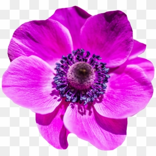 Flower - Purple Pink Flower Png Clipart