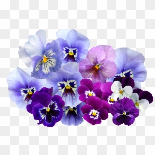 Violet Flower Png - Violets Transparent Clipart