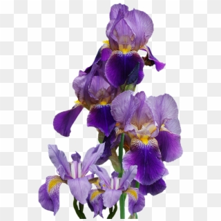 Iris, Flower, Nature, Isolated, Blue - Iris Flower Png Clipart