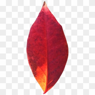 Autumn Leaf Png Transparent Image - Portable Network Graphics Clipart