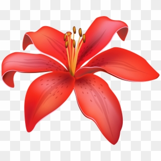 Red Lily Flower Png Clipart - Lily Flower Clipart Png Transparent Png