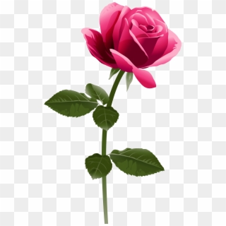 Pink Rose Png Clip Art Image - Pink Rose Rose Png Transparent Png