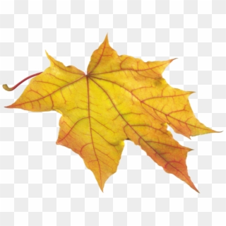 Yellow Autumn Png Leaf - Leaves Autumn Clipart