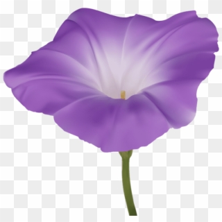 Free Png Download Purple Morning Glory Flower Png Images - Morning Glory Flower Png Clipart