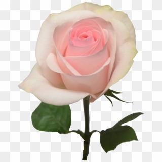 Pink Light Rose Flower Clipart