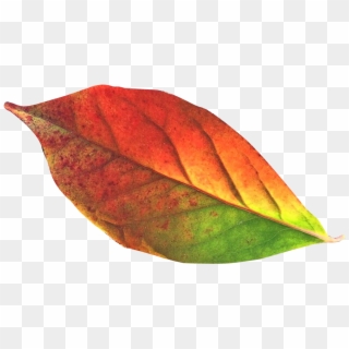 Transparent Fall Leaf Png Clipart