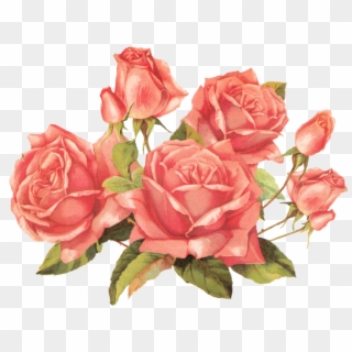 900 X 693 14 - Roses Png Clipart