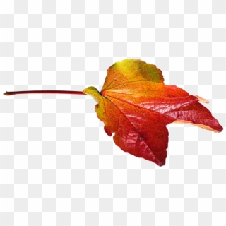 Autumn, Leaves, Leaf, Png, Transparent, Fall Color - Fall Leaves Transparent Clipart